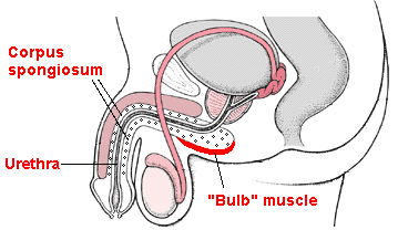 Diagram showing bulbocavernosus muscle